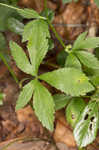 Canadian blacksnakeroot